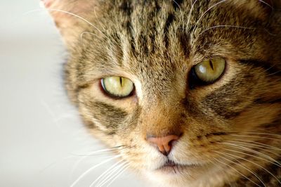 Close-up portrait of cat