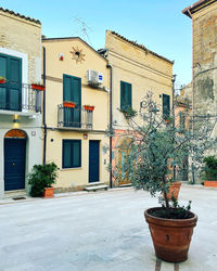 Potted plant against building