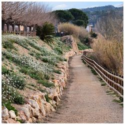 Narrow pathway along trees