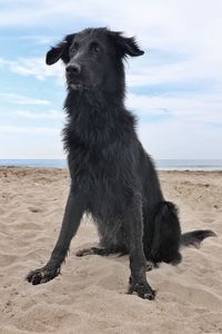 Dog on beach
