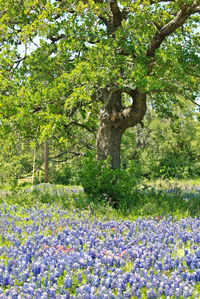 View of purple flowering plants in park