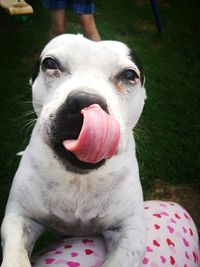 Close-up portrait of dog sticking out tongue