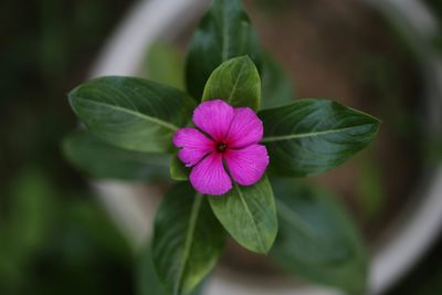 Close-up of pink flowering plant