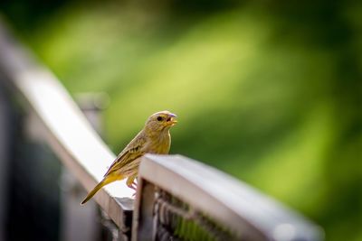 Close-up of bird perching outdoors