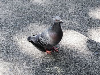 High angle view of bird