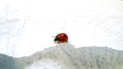 Close-up of red ladybug