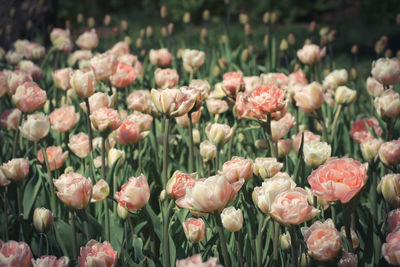 Close-up of tulips blooming in park