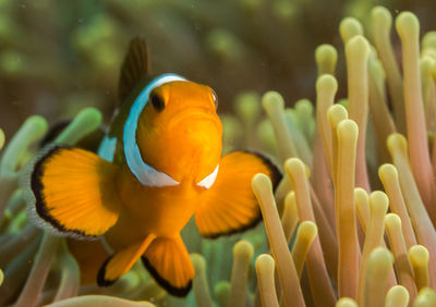 Proud.  a close up of clownfish at his anemone coral. south china sea.