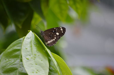 Close-up of butterfly perching on leaf