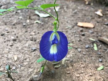 Close-up of blue flower blooming outdoors