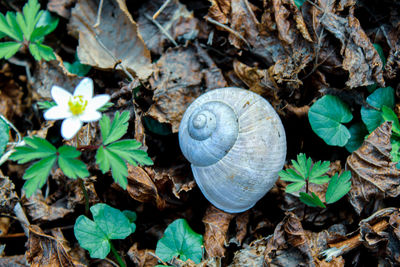 High angle view of snail on ground