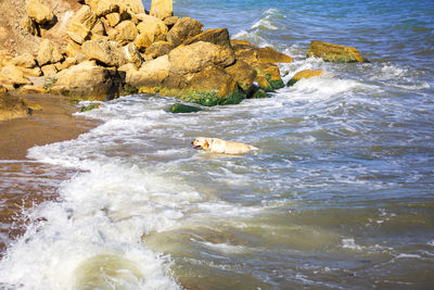 Labrador retriever dog puppy taking a bath and shaking off water in front of beautiful mountain lake