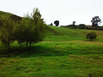 Scenic view of grassy field against sky