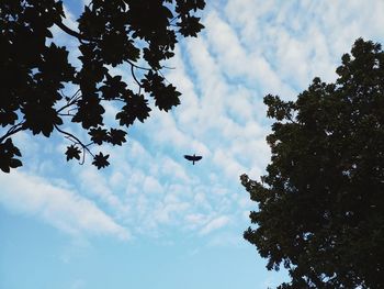 Low angle view of bird flying in sky