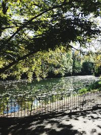 Scenic view of lake in forest