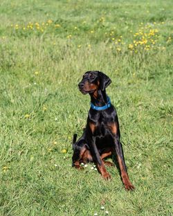 Dog looking away on field