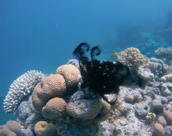 Close-up of coral in sea