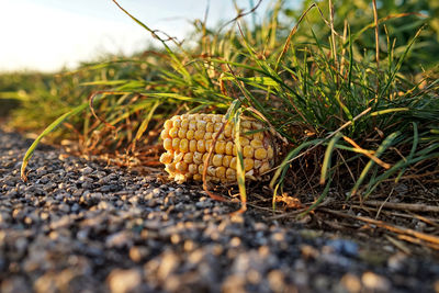 Close-up of corn on field