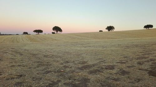 Scenic view of field against clear sky