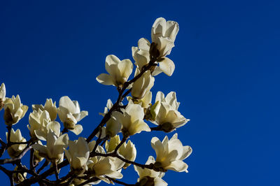 Low angle view of white flowering plants against blue sky