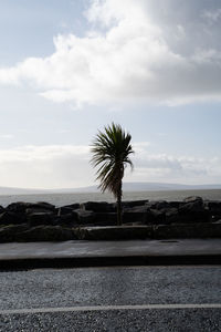 Palm trees by sea against sky