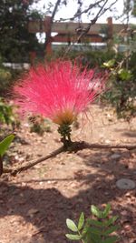 Close-up of pink flowers