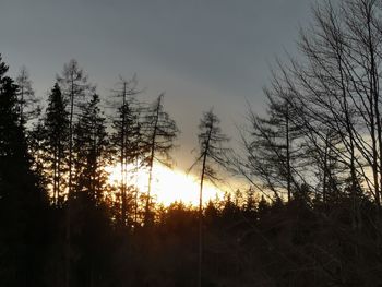 Low angle view of silhouette trees at sunset