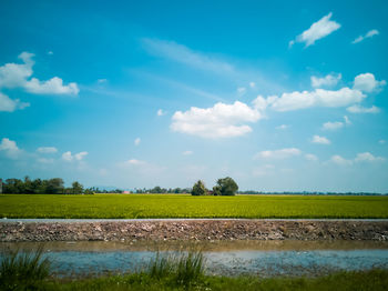 Scenic view of paddy field against sky.