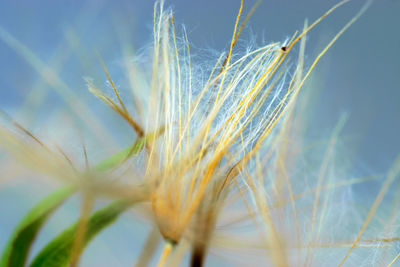 Close-up of dandelion seeds on blurred background, airy and fluffy wallpaper, fluff fragments