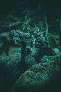 Full frame shot of deer in forest at night
