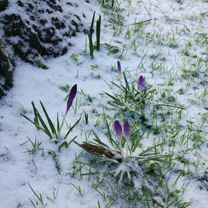 High angle view of plants during winter