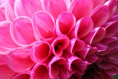 Close-up of pink dahlia