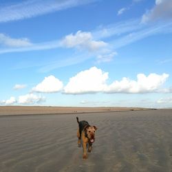 Dog on beach against sky