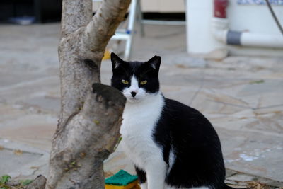 cat