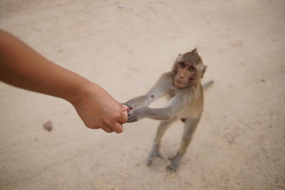 Cropped hand holding monkey