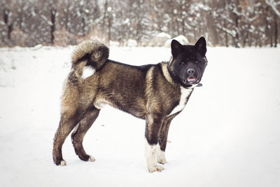 Dog on snow covered land