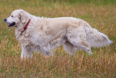 Dog on field