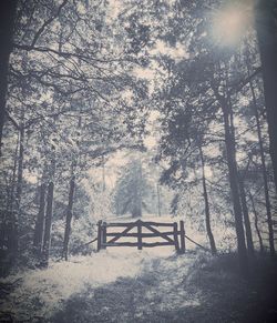 Trees in forest during winter