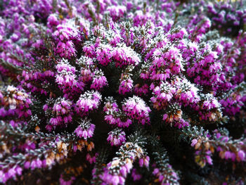 Full frame shot of purple flowers