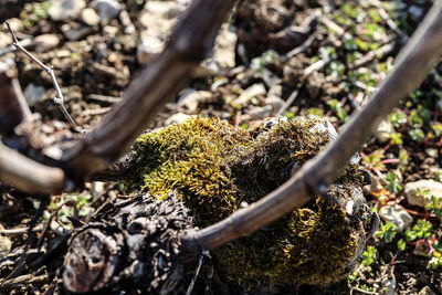 Close-up of lichen growing on tree in field