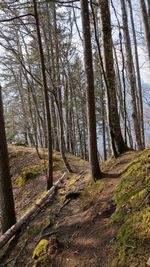 Bare trees in forest