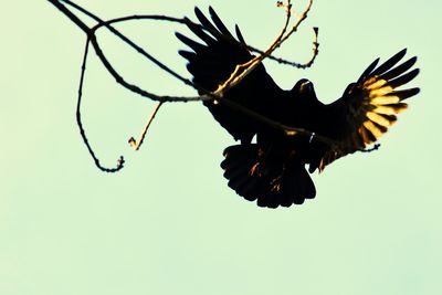 Close-up of insect flying against clear sky