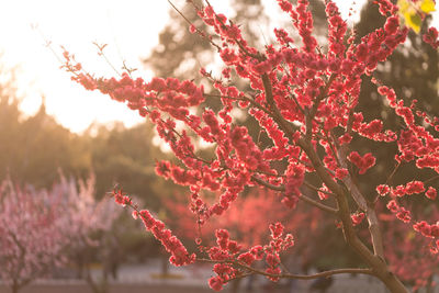 Close-up of red cherry blossom tree