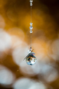 Close-up of water drop on plant