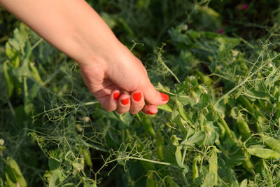 Cropped hand of woman harvesting vegetable at farm