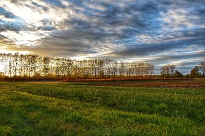 Grass growing on field against sky during sunset