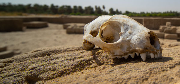 Skull of a predator on a rock in the desert