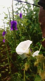 Close-up of white flower blooming outdoors