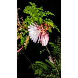 Close-up of pink flowering plant against black background