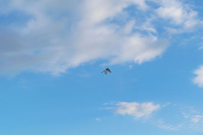 Low angle view of bird flying against sky